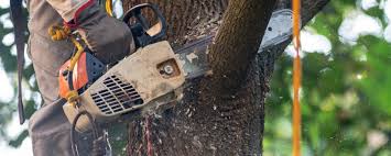 Mulching Services in Del Rey, CA