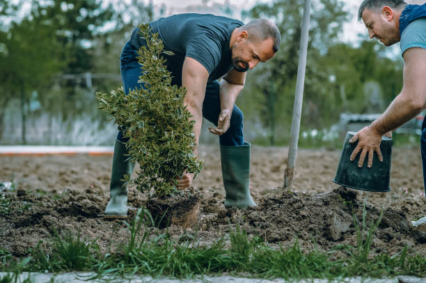 How Our Tree Care Process Works  in  Del Rey, CA