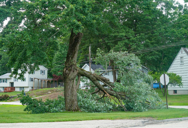 Best Storm Damage Tree Cleanup  in Del Rey, CA