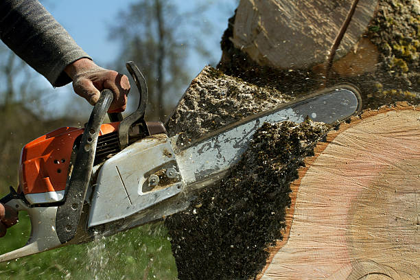 Best Fruit Tree Pruning  in Del Rey, CA